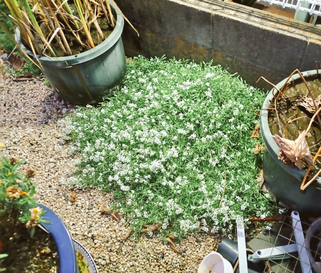 海坊主 海坊主 on X