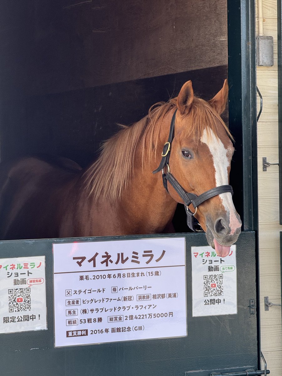 マイネルミラノ、当て馬の仕事を頑張っています。彼が初めての種付けを待つ牝馬の相手をしてくれるから、ゴールドシップなどの種馬の安全を守れています。ありがとうマイネルミラノ。