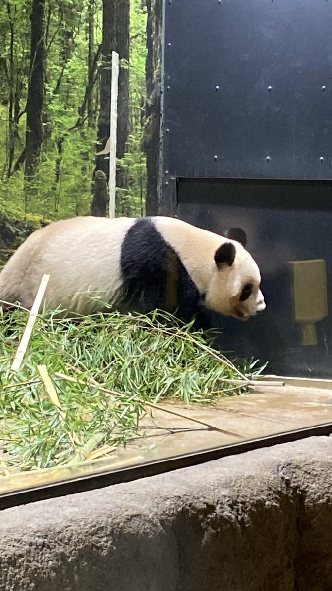 ぱんだ公園 138タワーパーク】 オバケすすき、パンパスグラスの穂が涼しげ