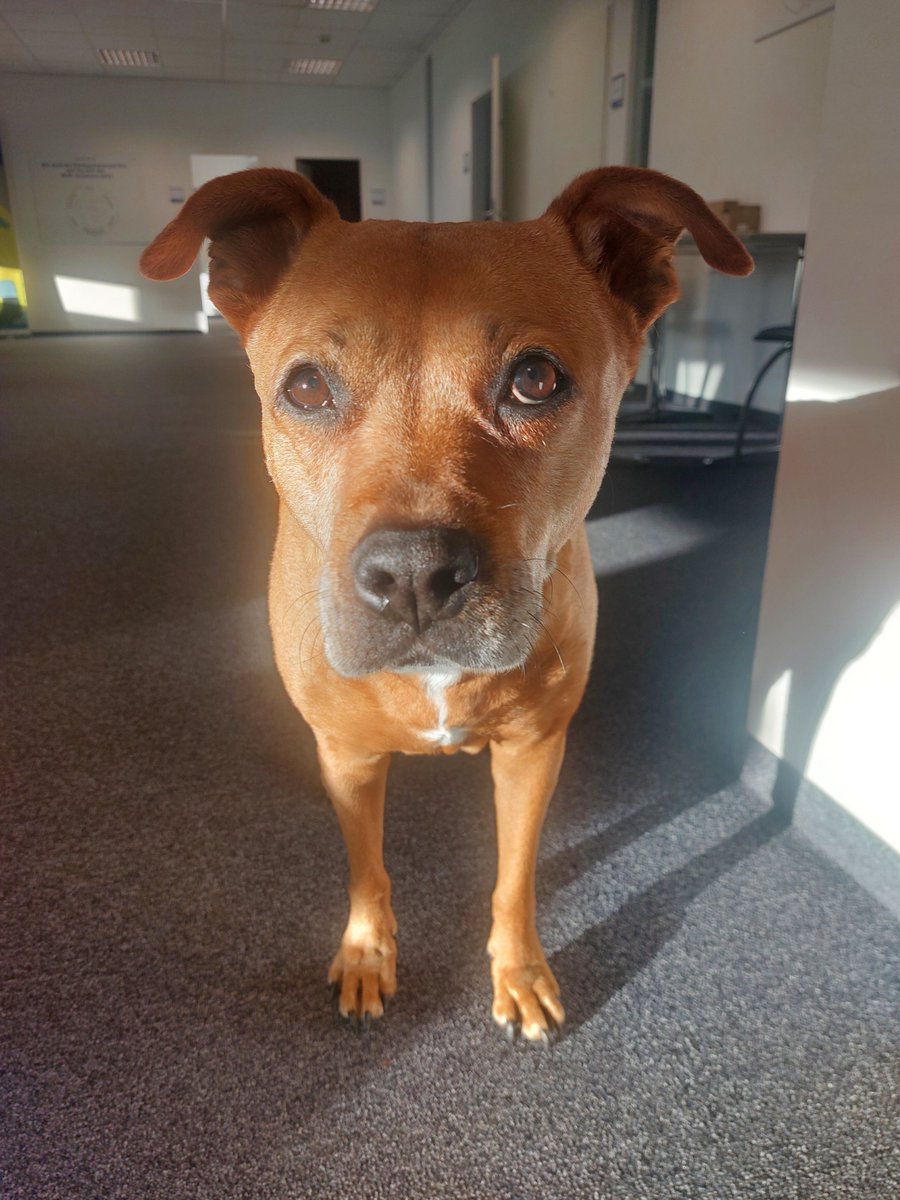 Grey snout, golden ❤ - my eternal enchantress 🌟🥰....

If love were a being, it would have your 👀 

❤️👣🐾💯