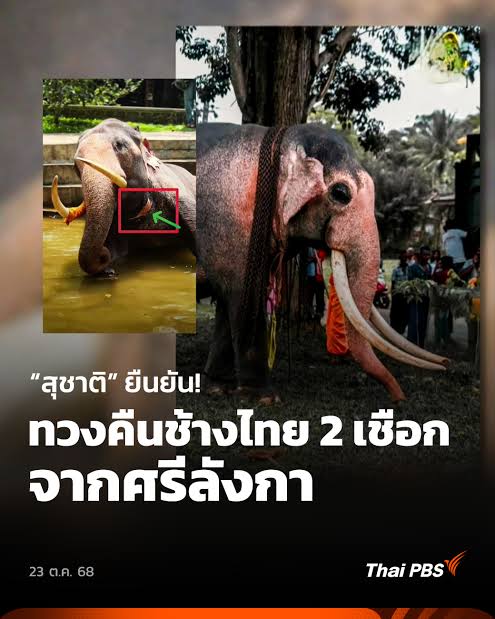 ทุกคนครับ ไทยเรา กำลังจะทวงช้างกลับมาแล้ว ขอให้สำเร็จ พาพี่ช้างกลับมา อย่างปลอดภัยด้วยนะครับ!!!!!

#ทวงคืนช้างไทย