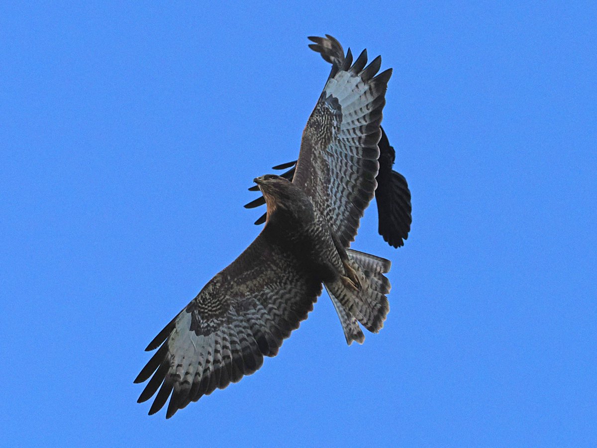 When a Carrion Crow ruins what would have been your best photo of a Buzzard from the garden so far 🙄

Normally seen too distant for photos, this one, retreating from crows, flew fairly low over the garden.

Photo taken 27 October 2025.