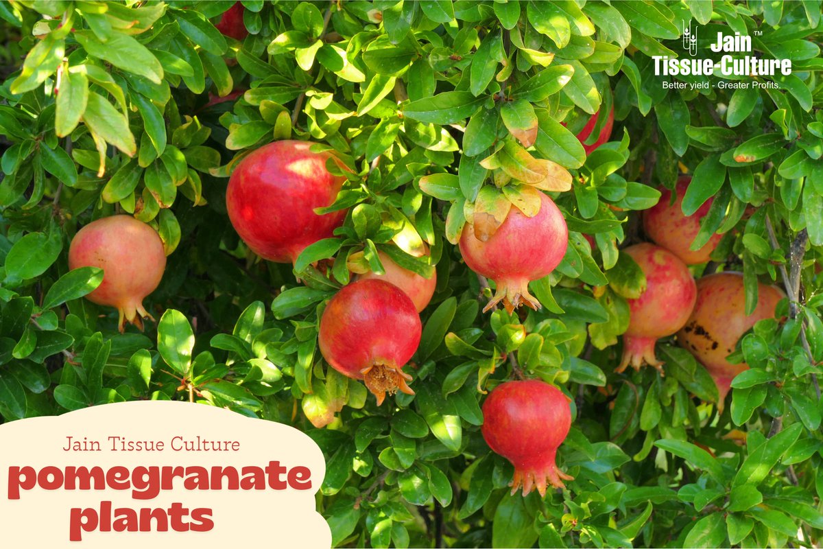 JainTissueCrops's tweet image. 🌱 Grow More, Earn More with Jain Pomegranate Tissue Culture Plants!
Dreaming of a uniform, high-quality, and high-yield pomegranate crop? It’s time to turn that dream into reality!

✅ Strong, healthy, and uniform plants
✅ Disease-free &amp;amp; sustainable growth
✅ Higher yield,…