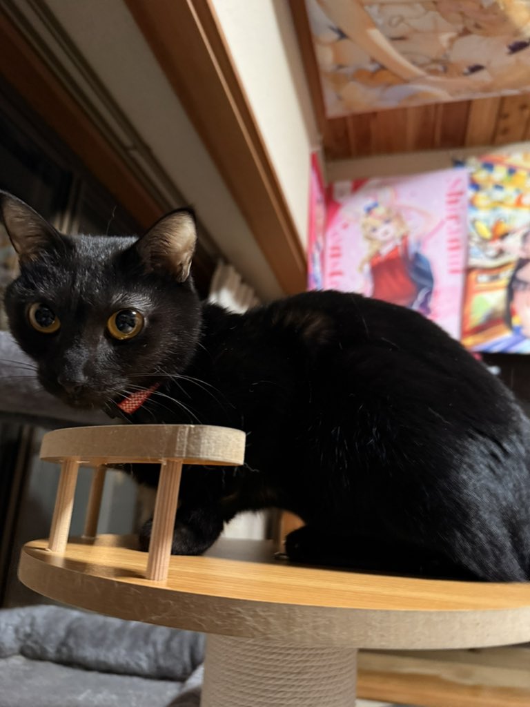 ネコ好きさんポイント無し　2000p使用 nekozuki（ねこずき）猫用品の販売