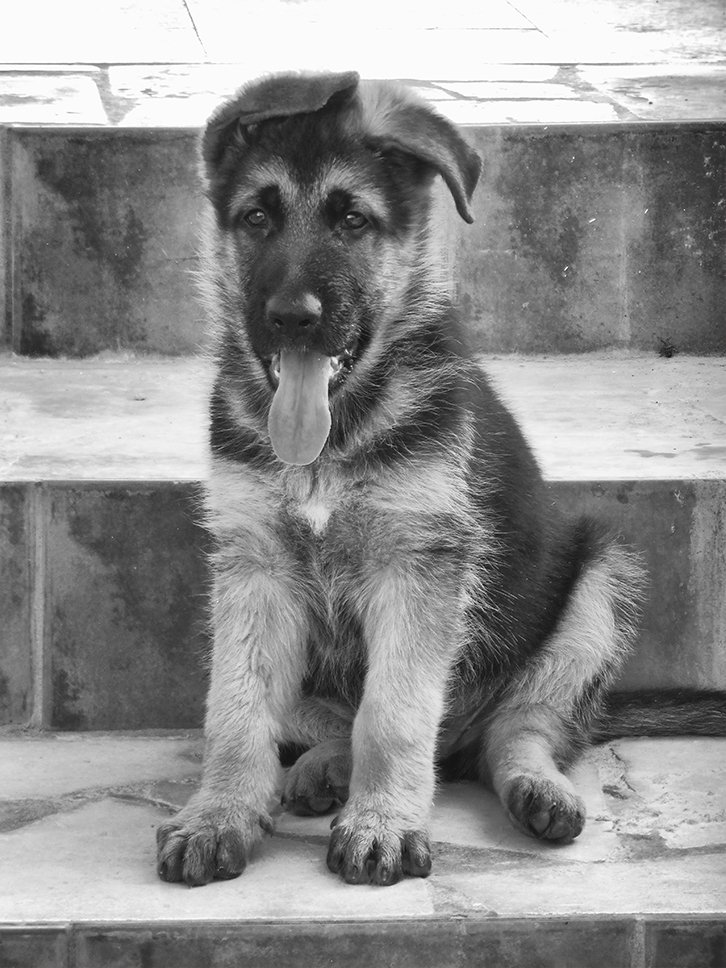 k9ghostsniper tweet media