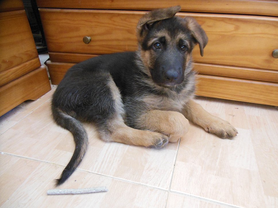 k9ghostsniper tweet media