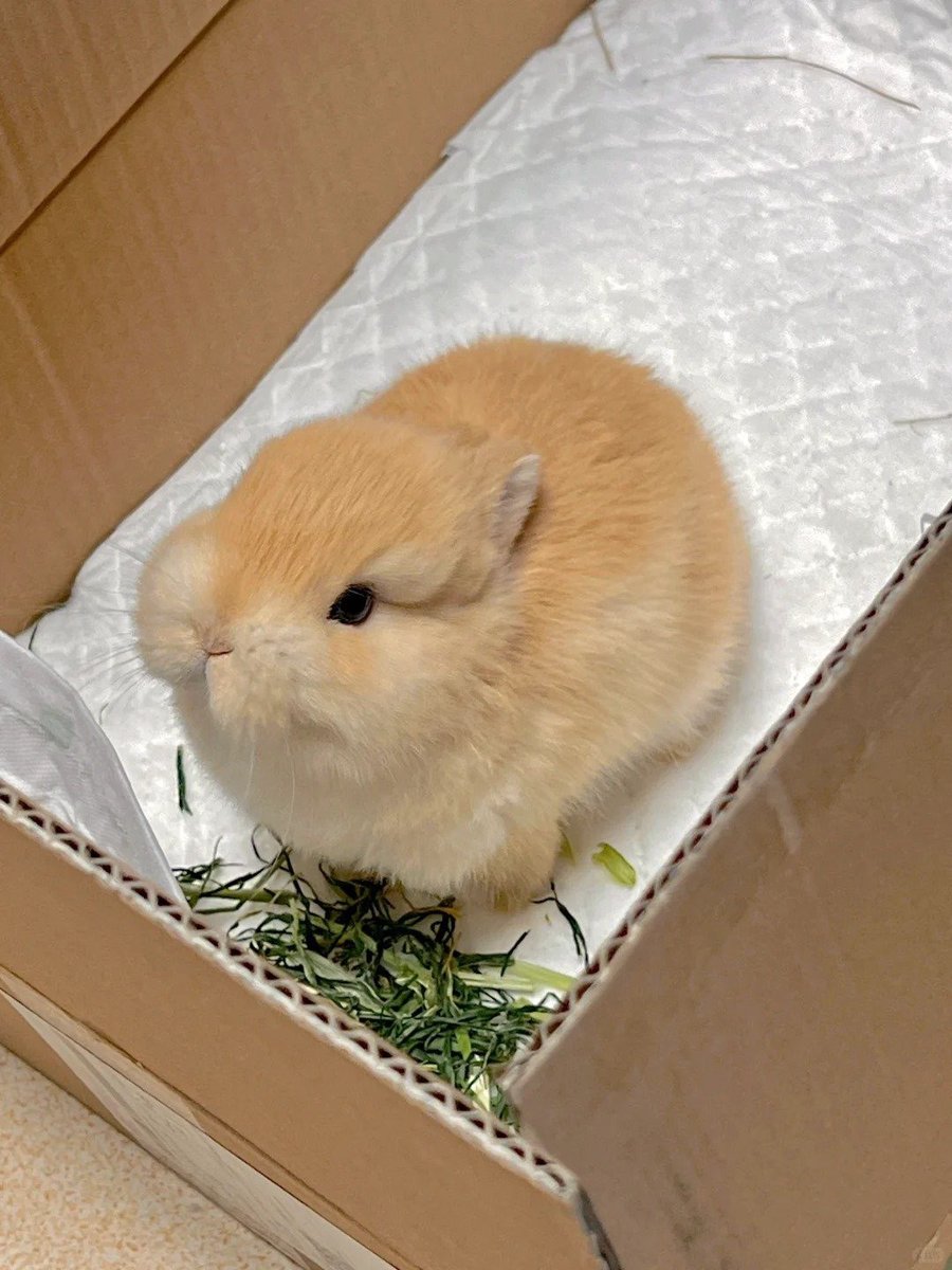 ちどく 21858c_1.jpg?v=1722325922&