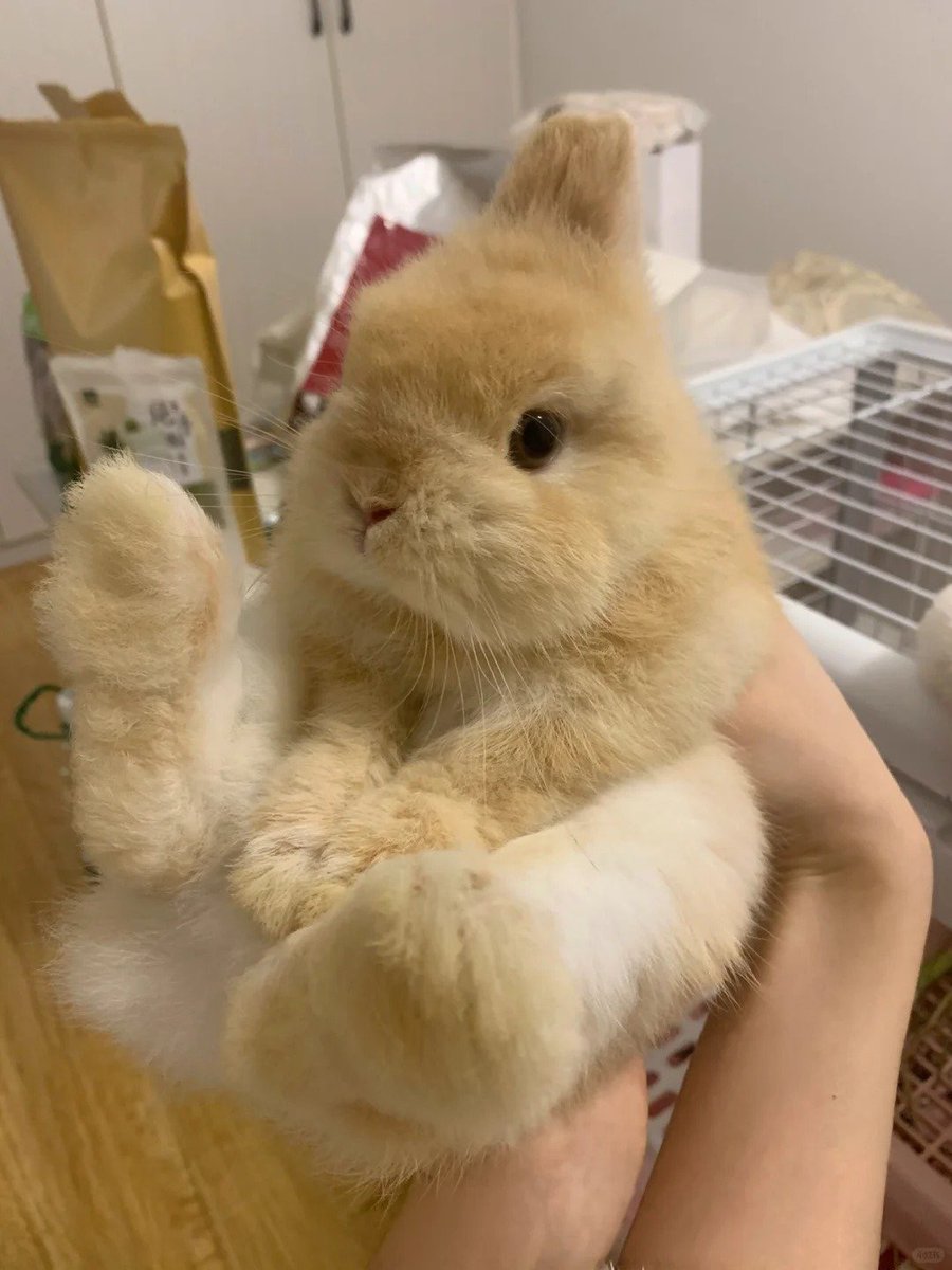 Why you should have a rabbit (@shouldhaverabit) on Twitter photo 