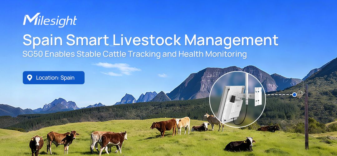 MilesightIoT's tweet image. Discover how IoT transforms livestock farming in Spain! Milesight SG50 gateways and LoRaWAN® sensors track cattle in real time, boost efficiency, and ensure animal welfare. Full story: milesight.com/iot/success-st…