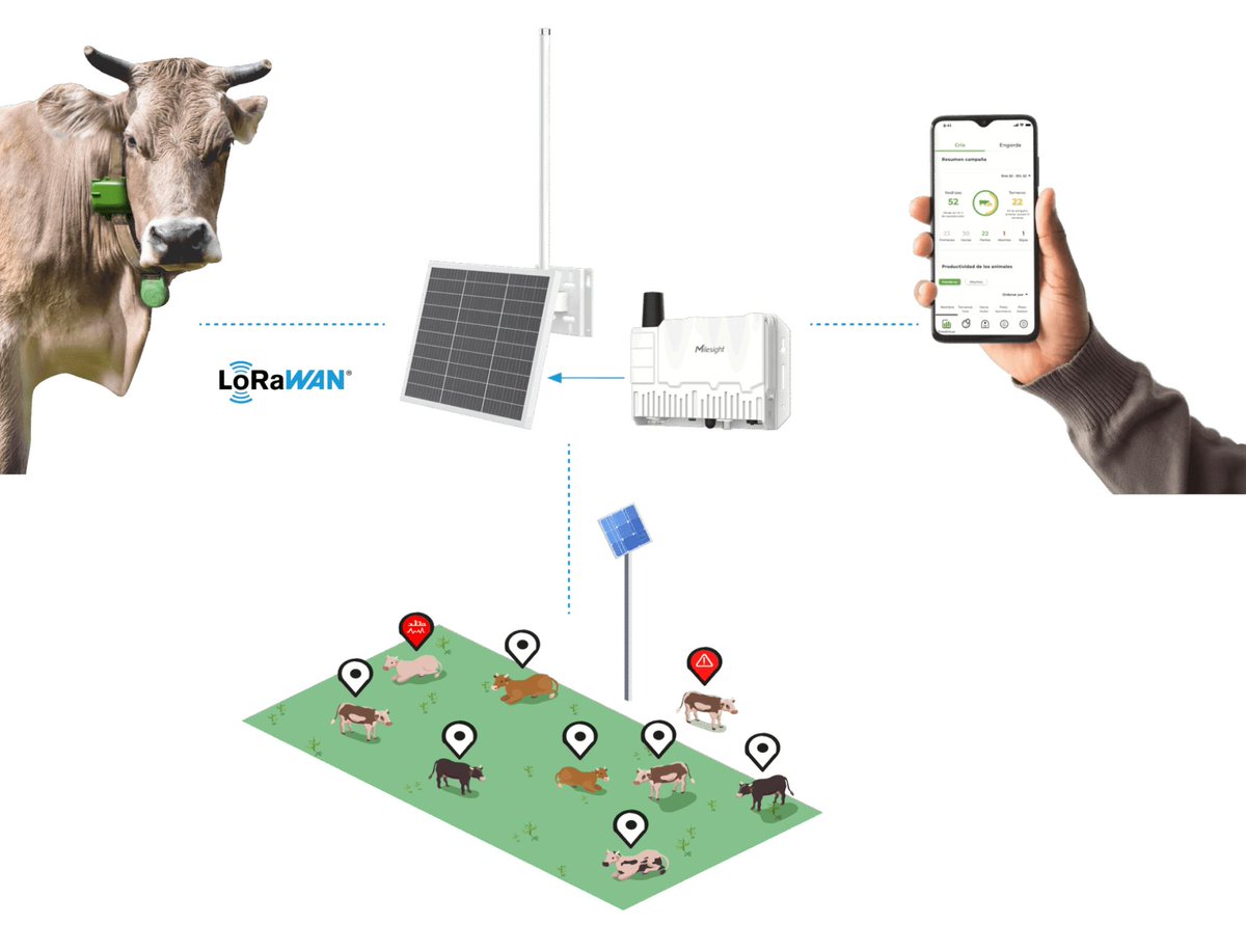 MilesightIoT's tweet image. Discover how IoT transforms livestock farming in Spain! Milesight SG50 gateways and LoRaWAN® sensors track cattle in real time, boost efficiency, and ensure animal welfare. Full story: milesight.com/iot/success-st…