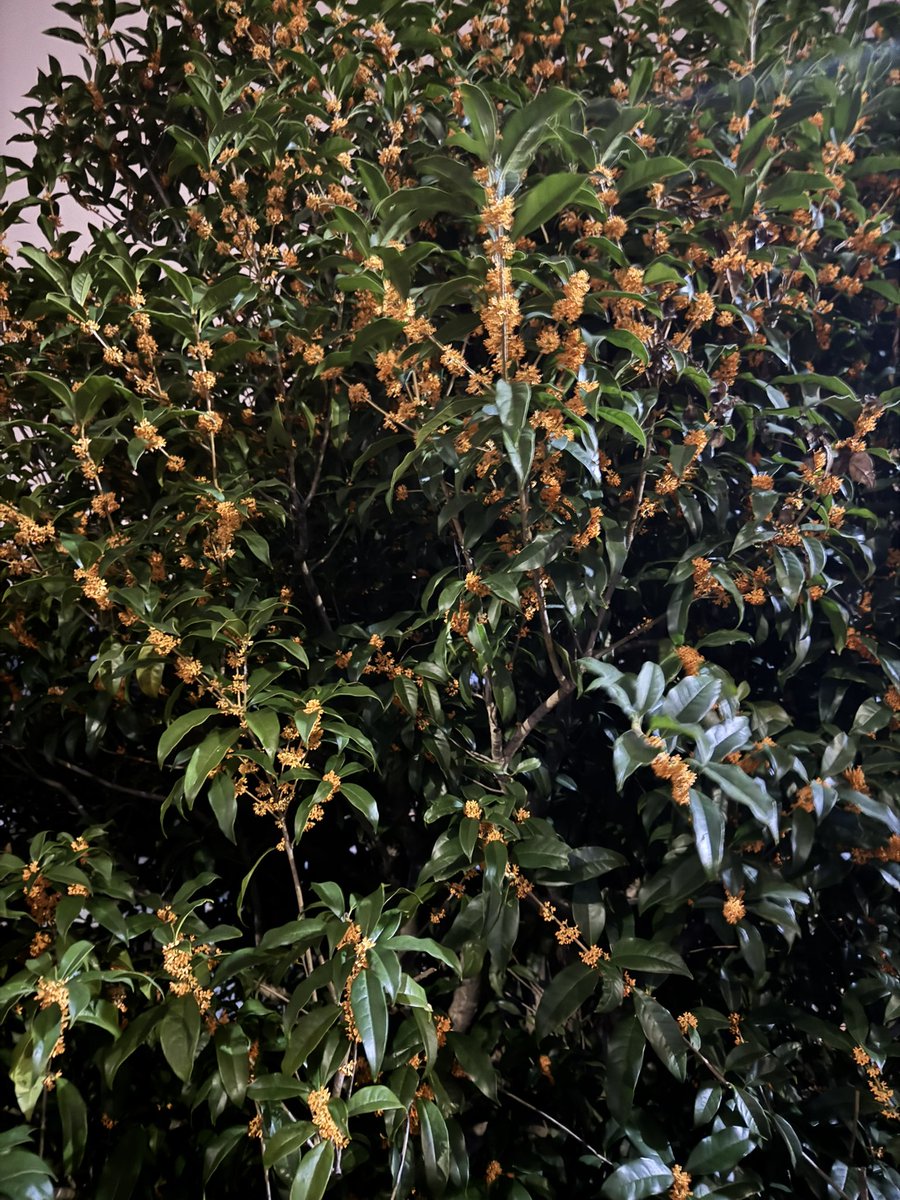 ひまわり⭐︎ 生花】ひまわり(黄) 品種おまかせ【60cm/千葉県】｜Flower Smith