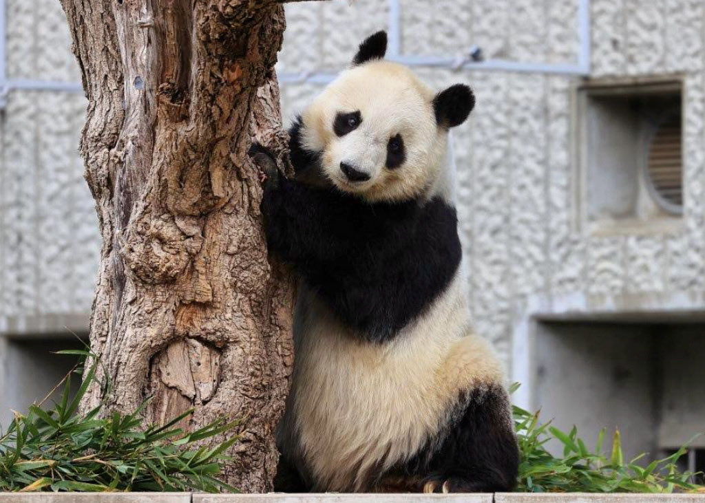 pandachan（感謝） Bonchan (@bonchan0523) / Posts / X