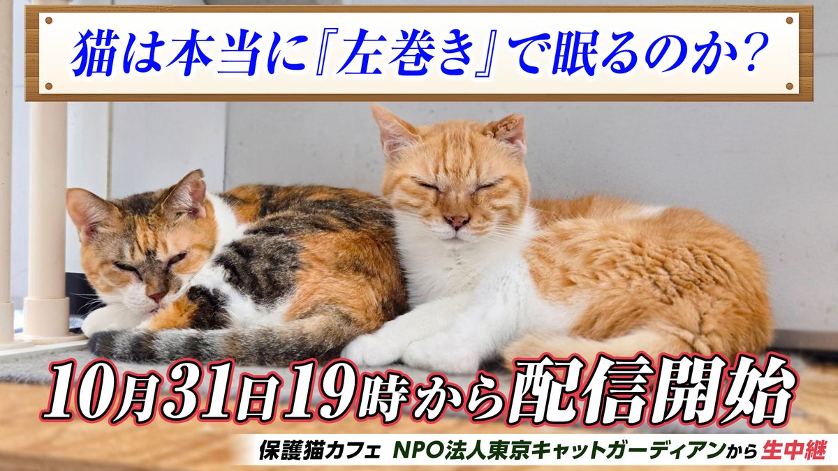 可愛い猫達 楽天市場】音たま抱きぐるみ(ノアファミリー 猫グッズ ネコ雑貨