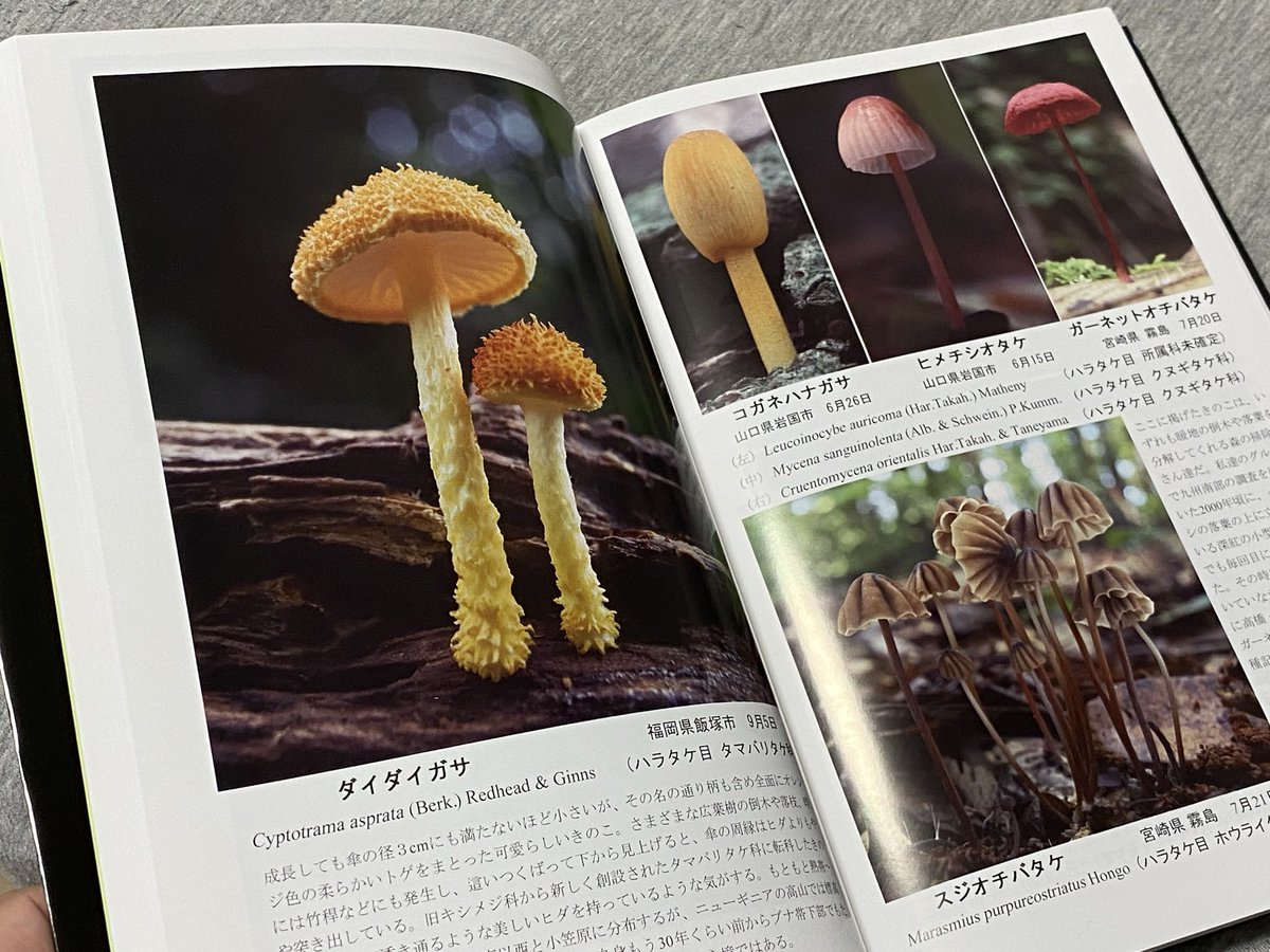 新谷さんが自費出版された写文集「私のきのこ旅」。とにかく写真がいい