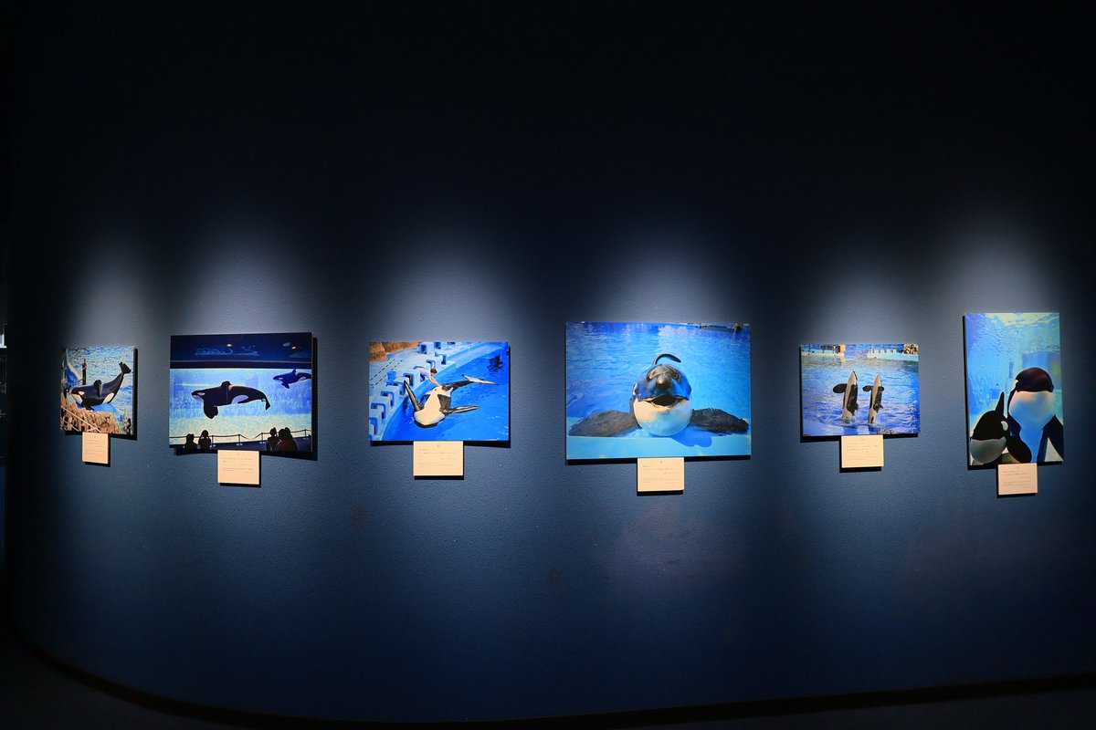 ⚠ネタバレ注意⚠
今日（10月28日）から始まった、アースのメモリアル写真展。
どれも懐かしかったです。
それぞれの写真に説明が書いてあるので、行かれた時に自身の目で見て下さい。

#シャチ
#名古屋港水族館