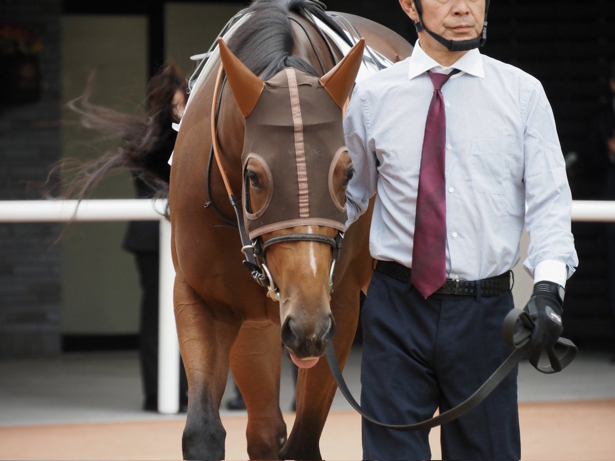 The Dim Feet of White-maned Desire 少女と馬 The Dim Feet of White