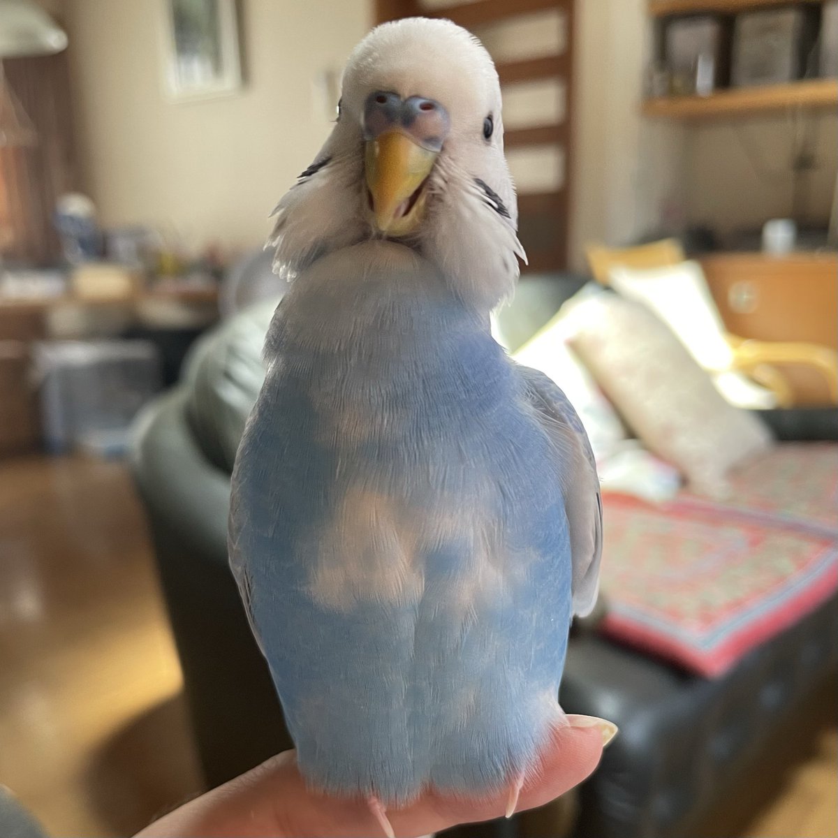 金運インコ こまこ_Komako on X