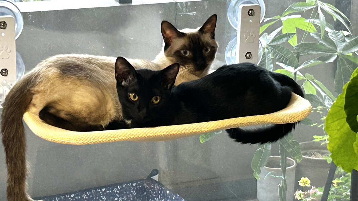岩崎さんちの保護猫日記 on X