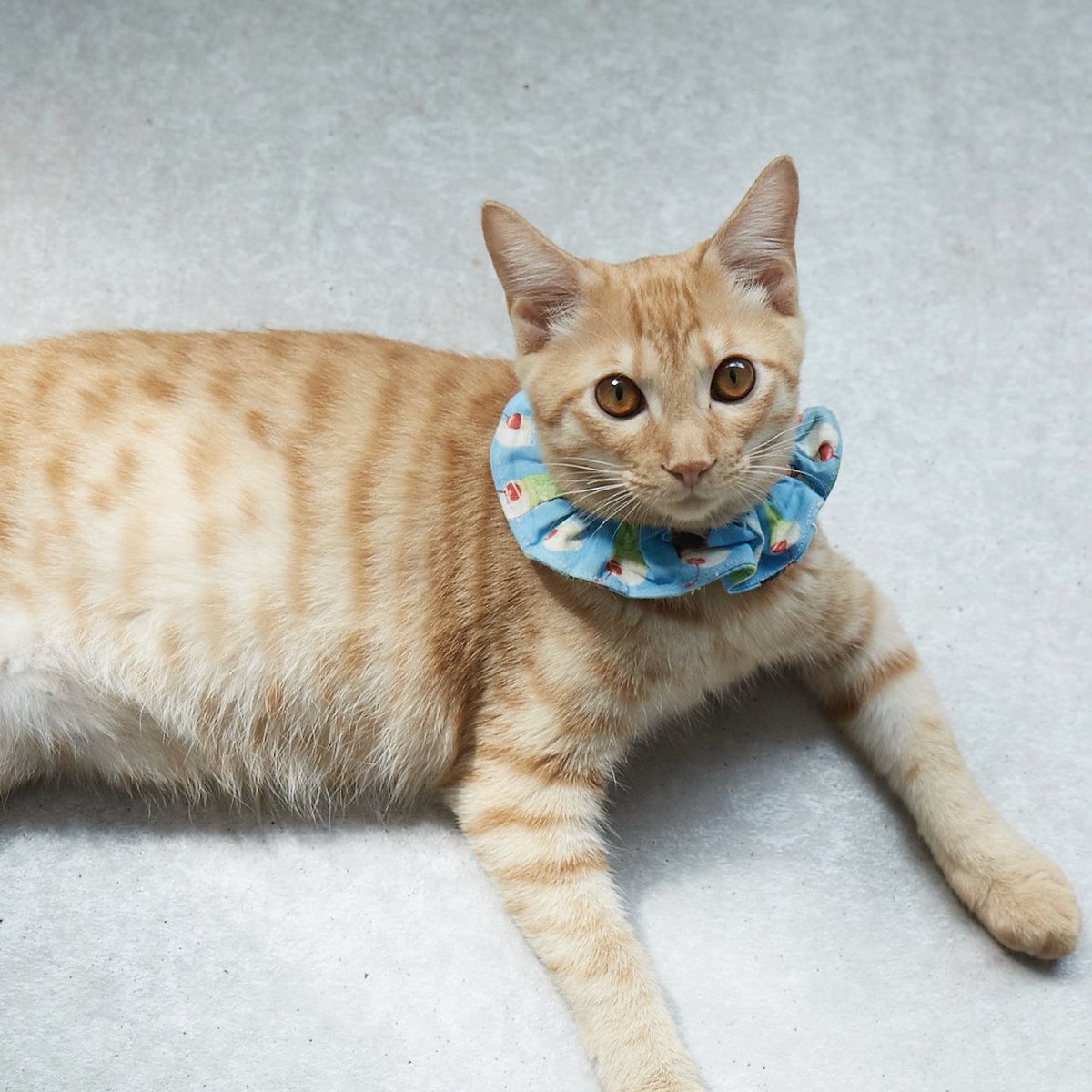 ねこページ 公式】雑誌ねこ on X