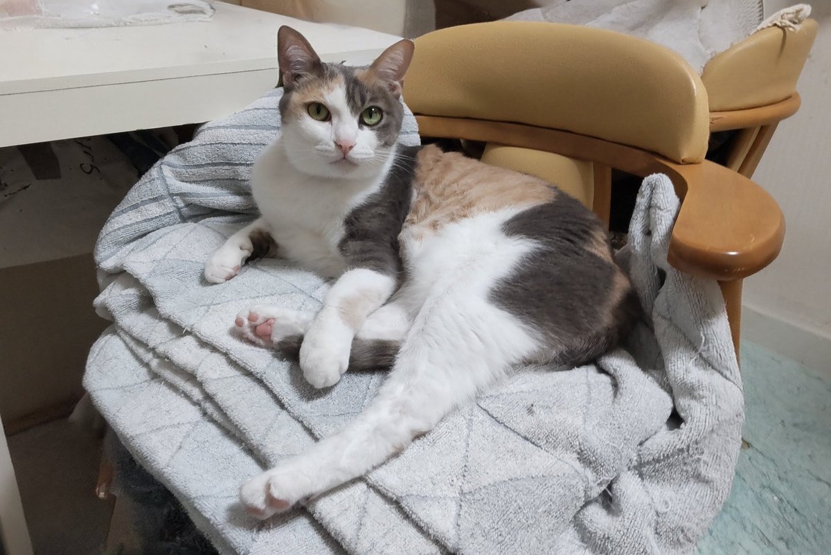 ねこてん ねこてん (@nekonekodo) / Posts / X