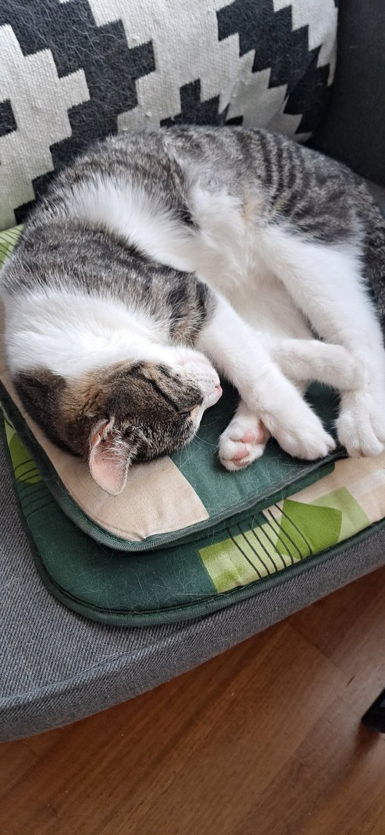 CsbMark's tweet image. Dobri dzéń. Dzysô doma dzéń lëbùsa( śpioch, leniuch) Ostatnio do nas oprócz rezydentki Tùlki ( po prawej ) doszła Lùśka ( po lewej ) Obie gwiazdy z Bysewa działają w porozumieniu. 😜🥰 #csb #kaszuby @Dzikiekoty1