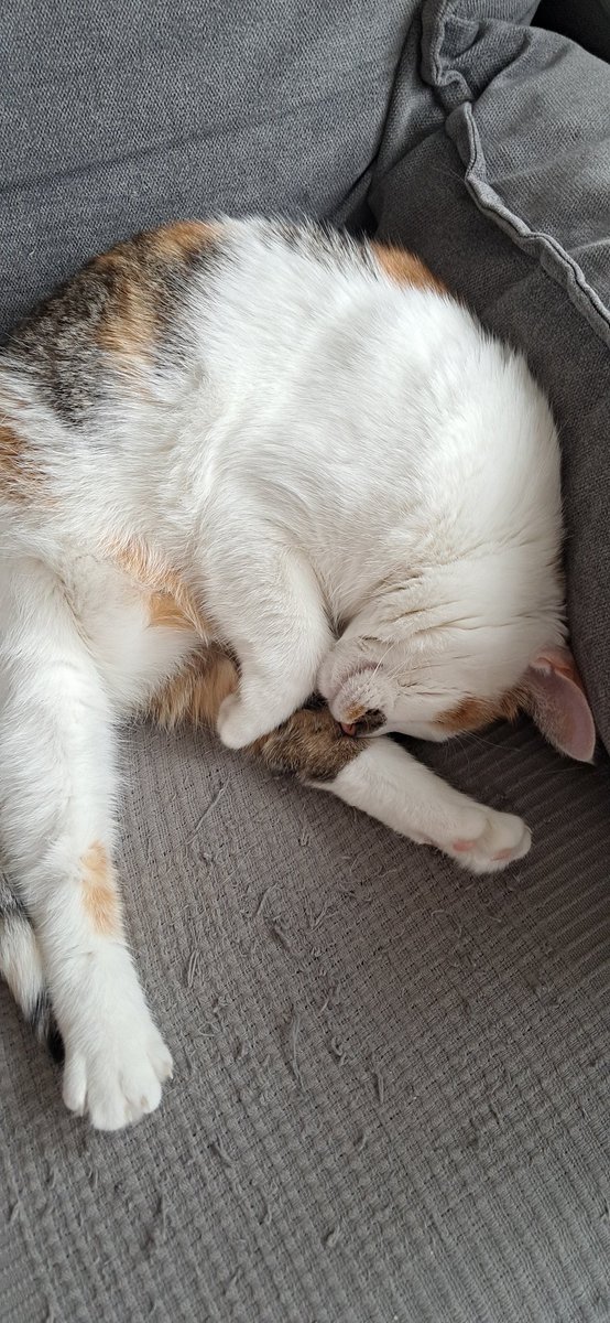 CsbMark's tweet image. Dobri dzéń. Dzysô doma dzéń lëbùsa( śpioch, leniuch) Ostatnio do nas oprócz rezydentki Tùlki ( po prawej ) doszła Lùśka ( po lewej ) Obie gwiazdy z Bysewa działają w porozumieniu. 😜🥰 #csb #kaszuby @Dzikiekoty1