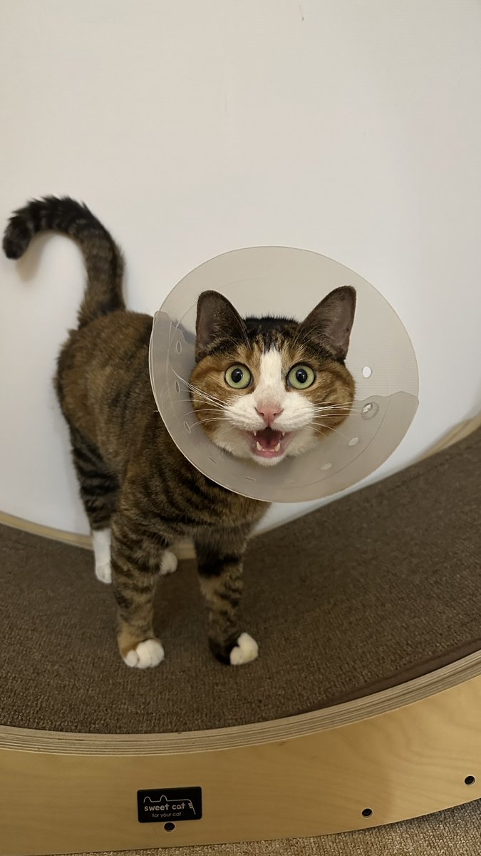 v2soo2's tweet image. 이제 밥도 잘 먹는 기특캣