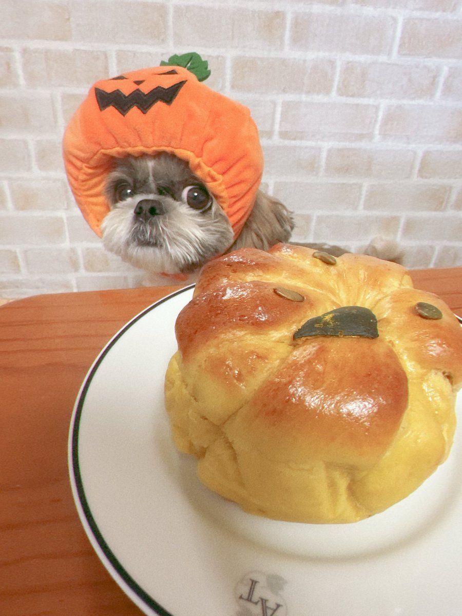 かぼちゃパン作ったよ🐾
どっちの🎃食べようかなーー❓

#シーズー #shihtzu 
#Halloween2025