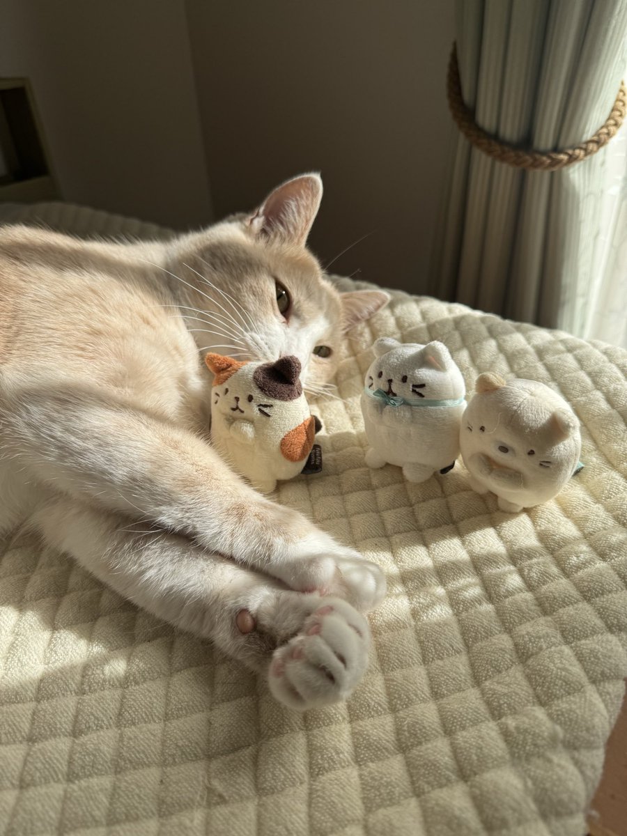 【N】ねこちゃん　ぬいぐるみ♡ ぬいぐるみ(ぺんちゃんふれんず) ねこくん – LINE FRIENDS