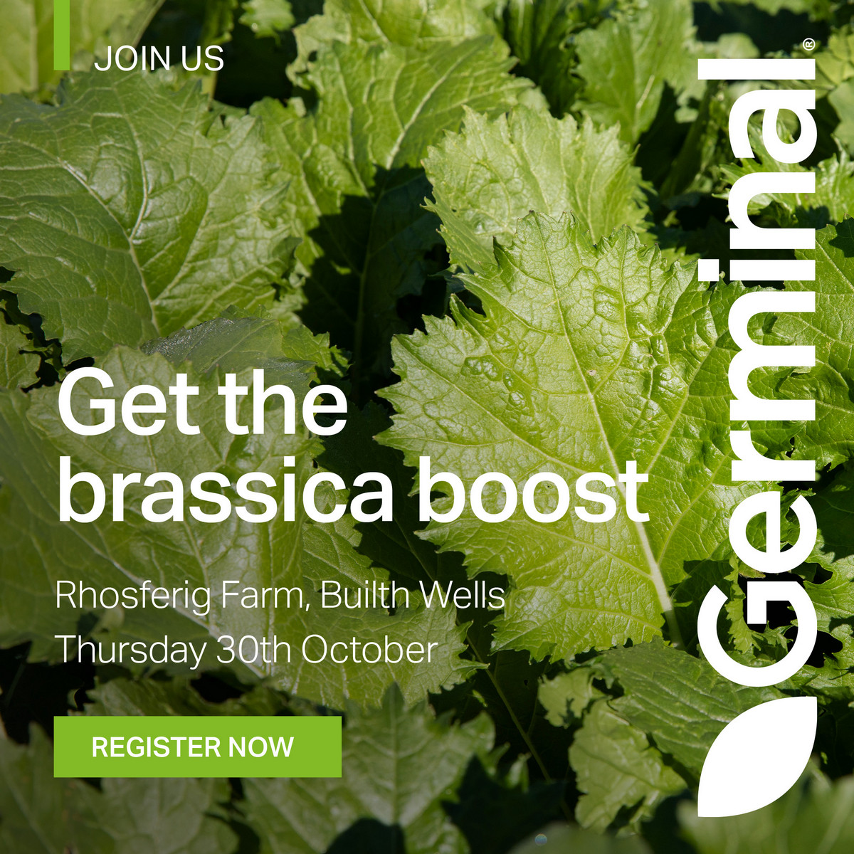 Last chance to register for our Brassica Technical Day...

Join us at Rhosferig Farm, Builth Wells this Thursday for a hands-on, expert-led event that will help you turn your brassicas into high-performing forage.

Don't miss out: germinal.com/get-the-brassi…