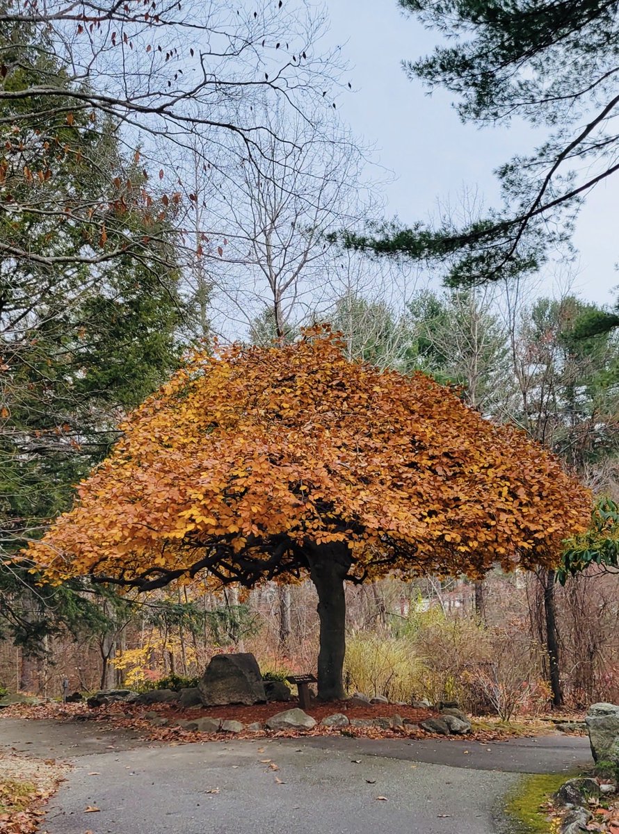 vickychick782's tweet image. #TuesdayTrees 

Here’s my favorite from Hudson, NH