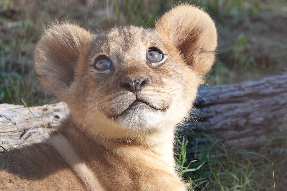 しばライオンページ 楽天市場】ハッピーペーパートイ 立体模型 工作キット