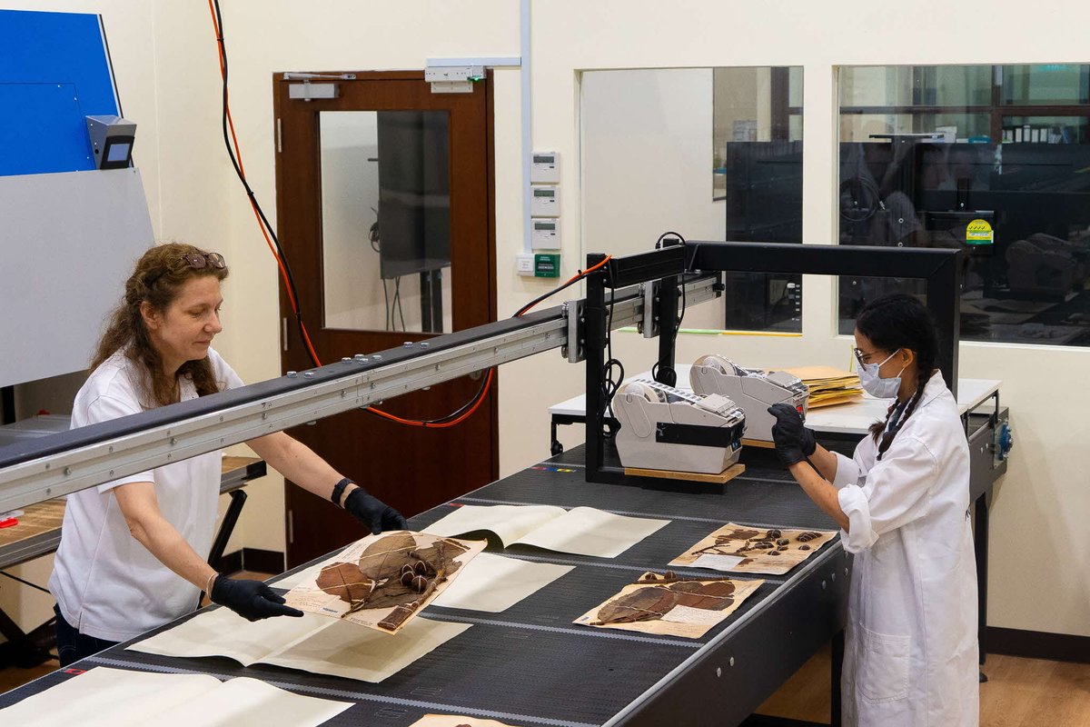 The Singapore Herbarium digitalisation initiative has started today, which aims to digitalise about 800,000 specimens in its collection! Watch this process unfold in the new viewing gallery: go.gov.sg/pressed-in-pix…