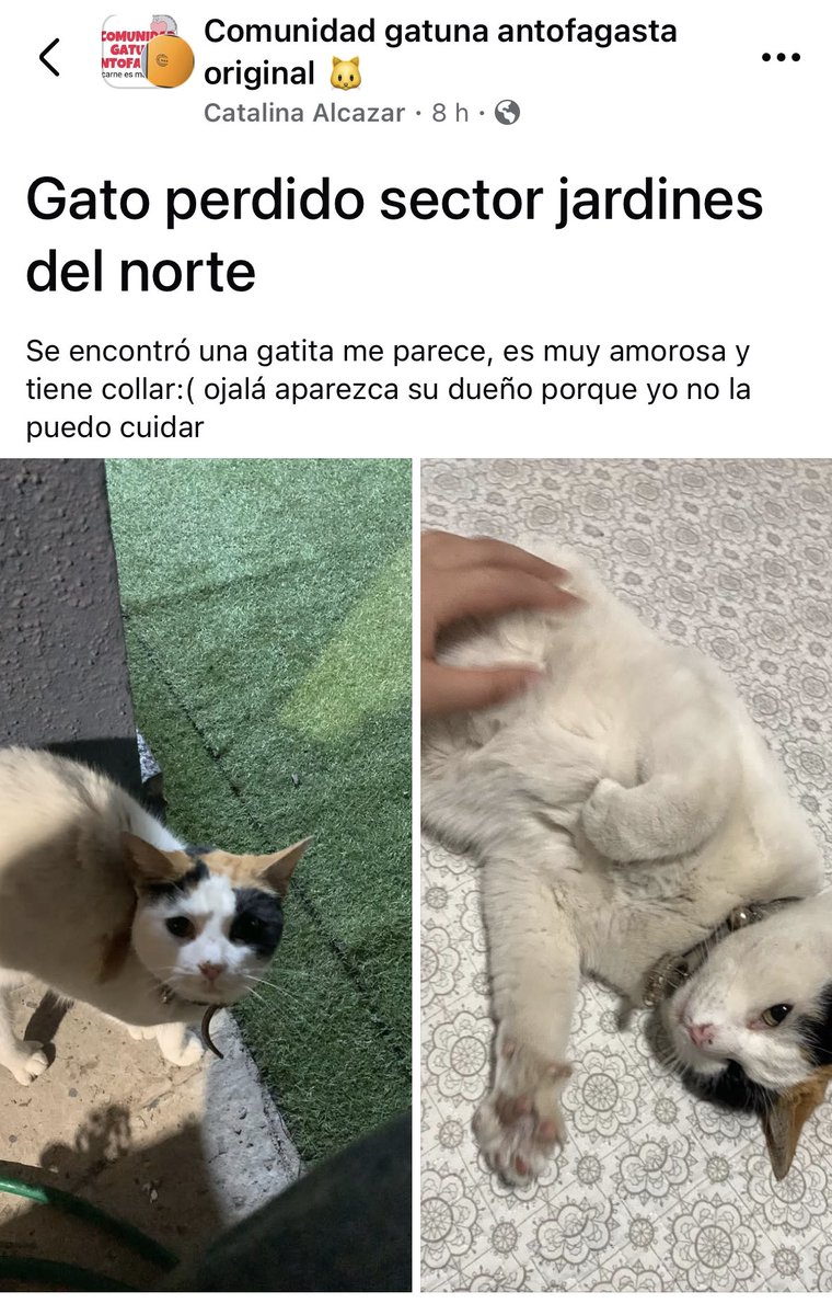 🚨🚨🚨🚨🚨🚨🚨🚨🚨🚨🚨🚨🚨#Antofagasta