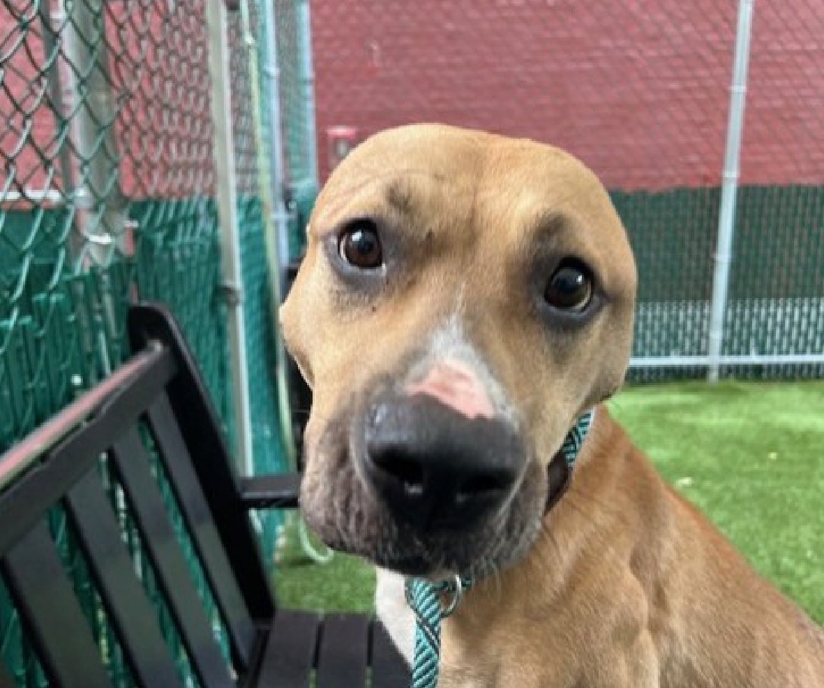 🐾2-y/o Gina was just added to the list, super late. Surrendered b/c her owner is unwell. Housetrained, cuddly, active, playful, knows cues, young, healthy. earned 2nd best behavior rating, friendly w/ strangers &amp; kids, looking to be a solo pet. Needs a foster offer by today: