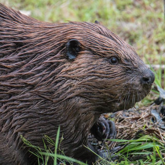 WakeGovParks's tweet image. 🦫 One week to go! Join #GreenHills County Park&apos;s Busy Beavers Pop-up Program on Nov 4, 2-3 pm. Learn about beavers, touch artifacts, and make a craft! No registration needed! Thanks B. Oberfelder &amp;amp; S. Ray for the photos! #BusyBeavers #NatureFun