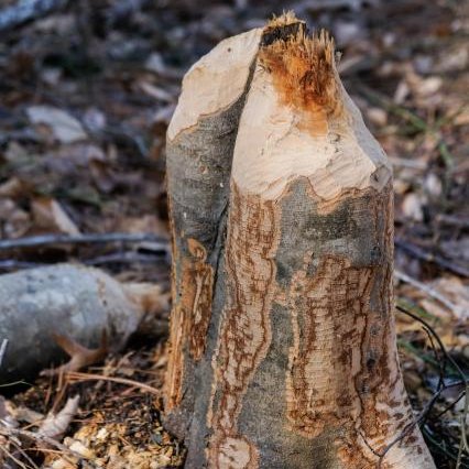 WakeGovParks's tweet image. 🦫 One week to go! Join #GreenHills County Park&apos;s Busy Beavers Pop-up Program on Nov 4, 2-3 pm. Learn about beavers, touch artifacts, and make a craft! No registration needed! Thanks B. Oberfelder &amp;amp; S. Ray for the photos! #BusyBeavers #NatureFun