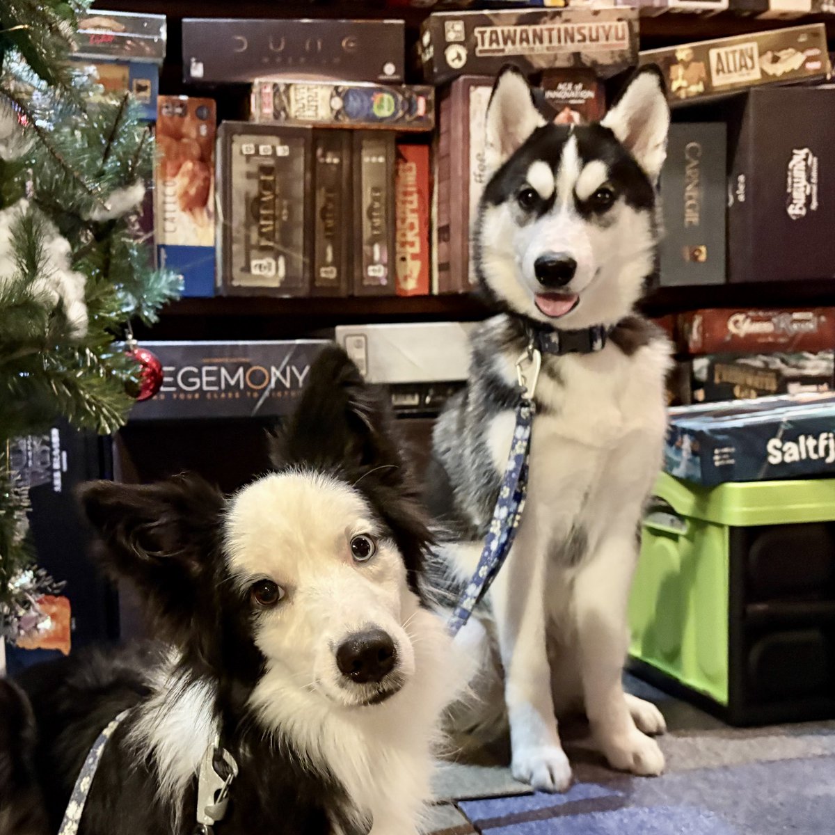 screengames3's tweet image. ◾️スタッフ見習いのご紹介

8月末からSCREENのスタッフ見習いとして我が家にやって来たハスキーのルークくん🐶

SCREENの2代目ハスキー(もうすぐ5ヶ月)になります。…