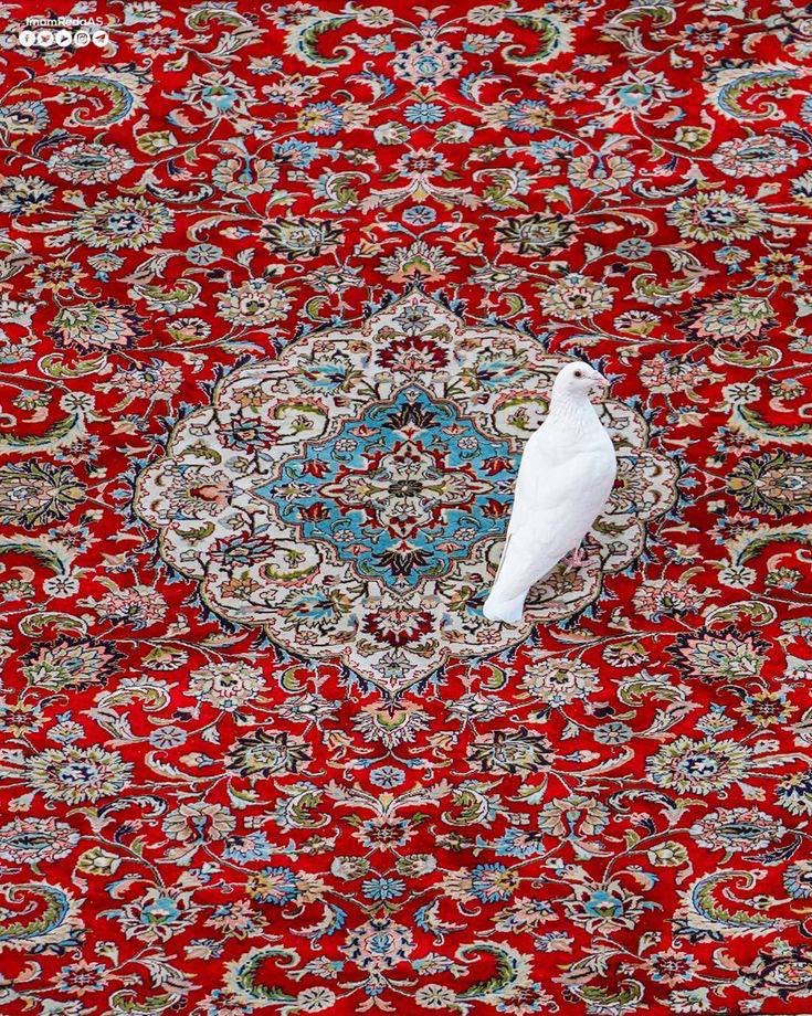 senoreta_0's tweet photo. 🕊️

"لا طوقَ في عُنقِ الحمامةِ إنّما 
   طوقُ الحمامةِ قلبُها التوَّاقُ"

ِ https://t.co/MrJv3yIlFk
