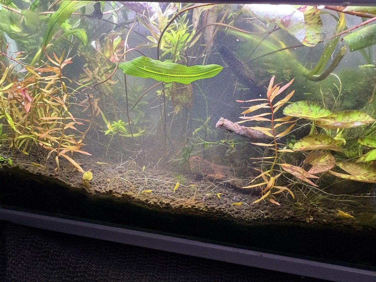 ふじこ (@0000Fuziko0000) / Posts / X