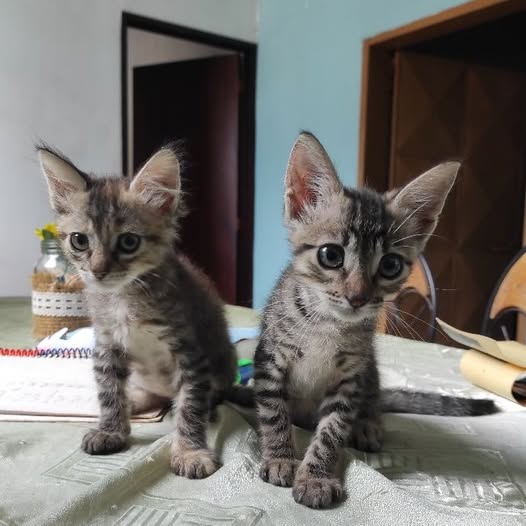 CASO DE TERCEROS.. RESCATADOS Están en Barquisimeto centro y los acerco a cualquier parte de Barquisimeto o Cabudare.
 04120165395 Son Nezuko📷 y Tanjiro📷. La peludita es la niña y el otro es macho