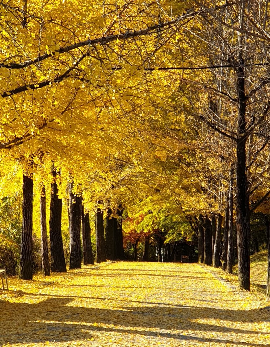 이맘때 아름다운 부석사 가는 길
올해도 못 가는구나