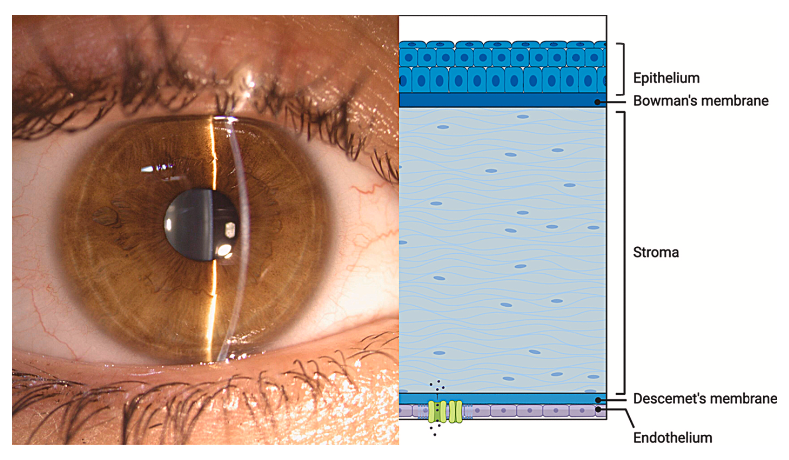 Proud to share our new review in Experimental Eye Research on artificial substitutes for Descemet’s membrane and the corneal endothelium. Congrats to Nan, Francesca, Samin, Magnus, Luigi, Sonia, Roza, and Alfonso for the great teamwork. <a href="/UBCBioProducts/">UBC BioProducts Institute</a>  kwnsfk27.r.eu-west-1.awstrack.me/L0/https:%2F%2…