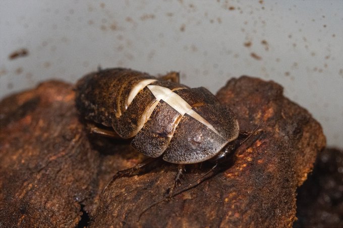 サツマゴキの脱皮
あんまりゴキ感(?)ない感じかと思うのだが
どうだろう 