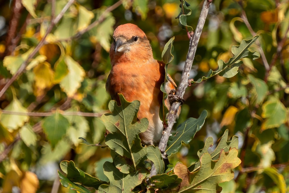 Male Crossbill from the Old Lodge Nature Reserve today