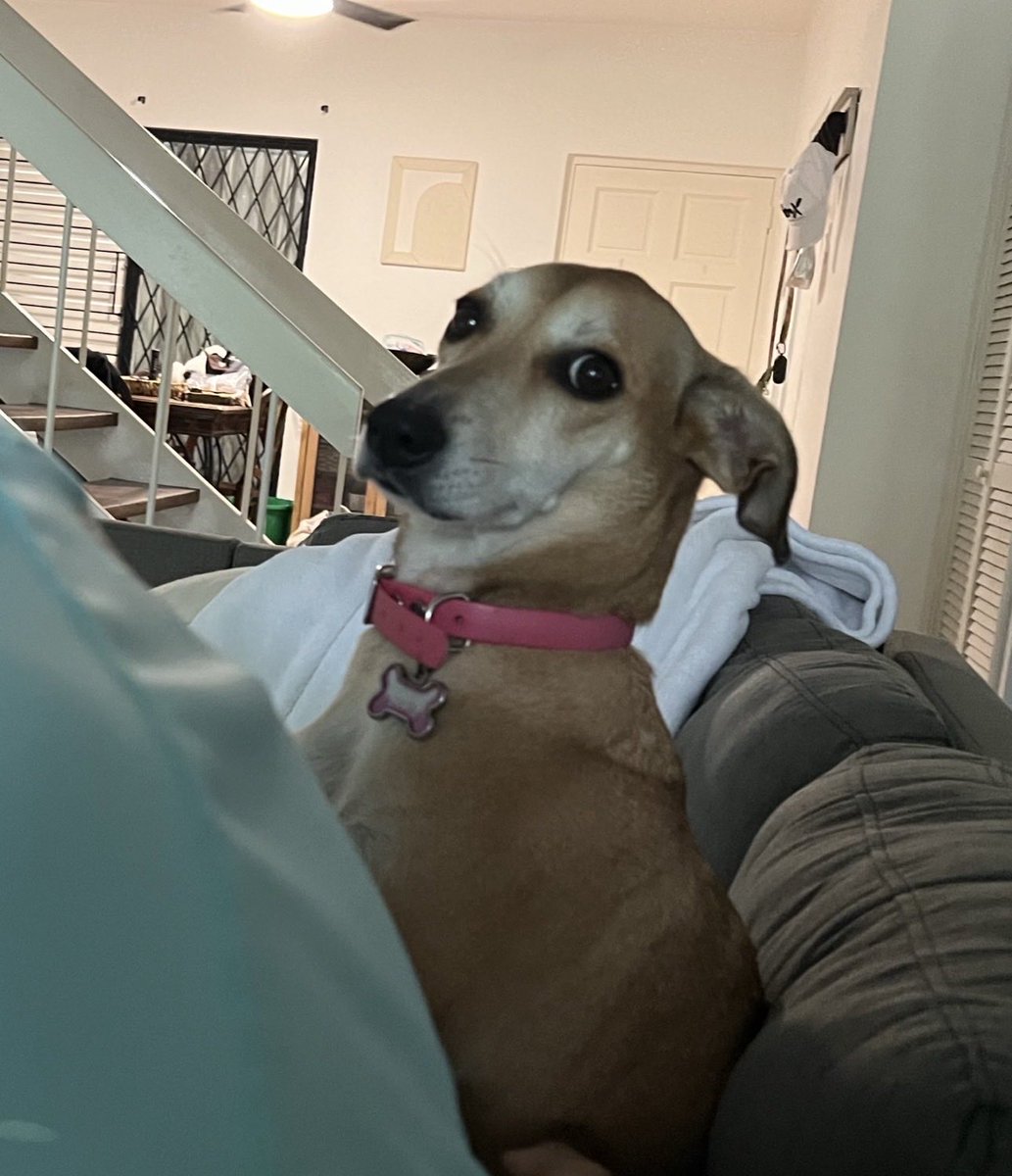 Nobody...Absolutely nobody…

Jamaican man on TikTok. “ Tap up di screen if yuh wan si mi jump inna di riva again”..

Me: Again??