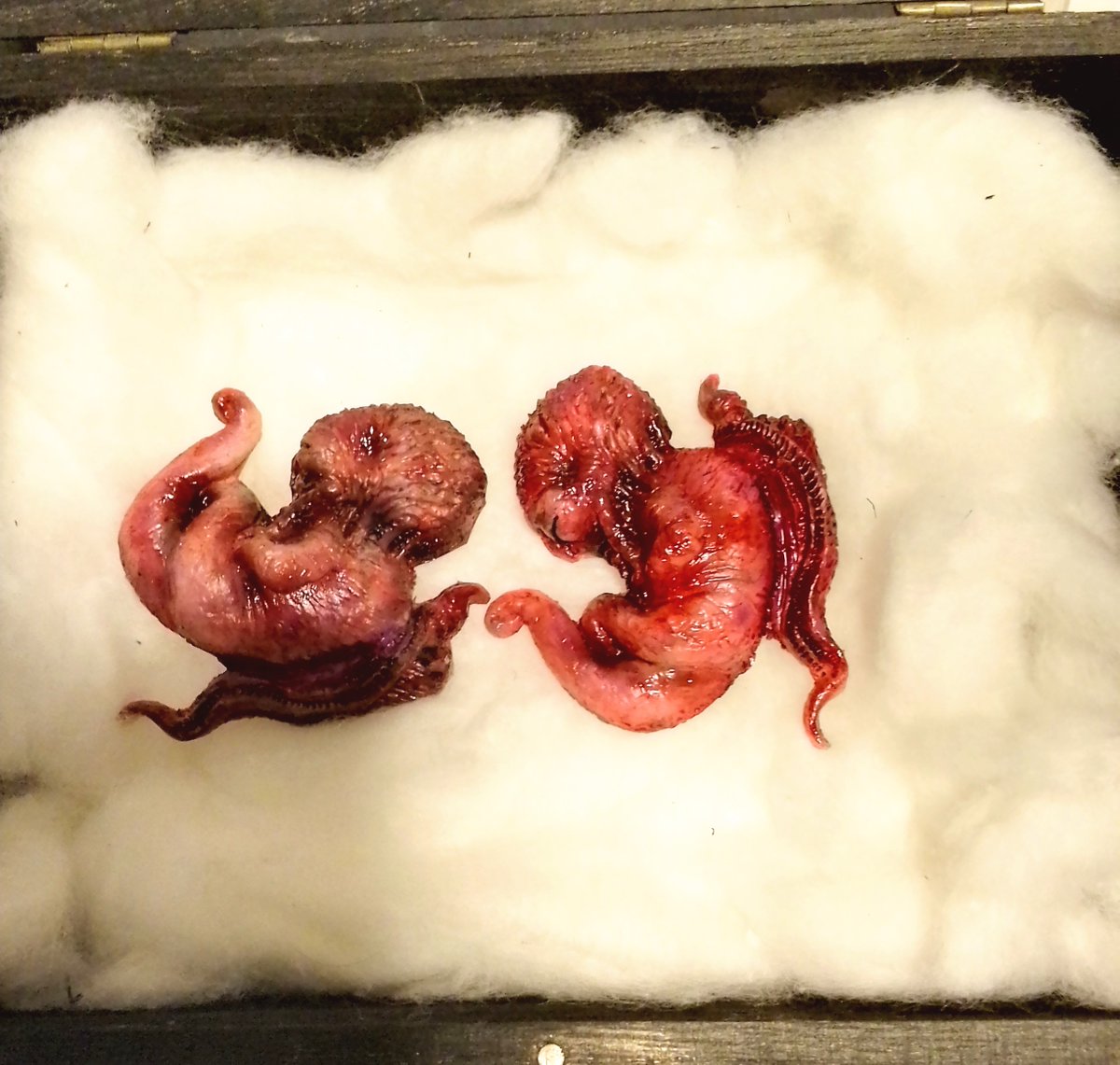 ば*な様 ☘️スペシャルイベント☘️3181 【 原生地採取