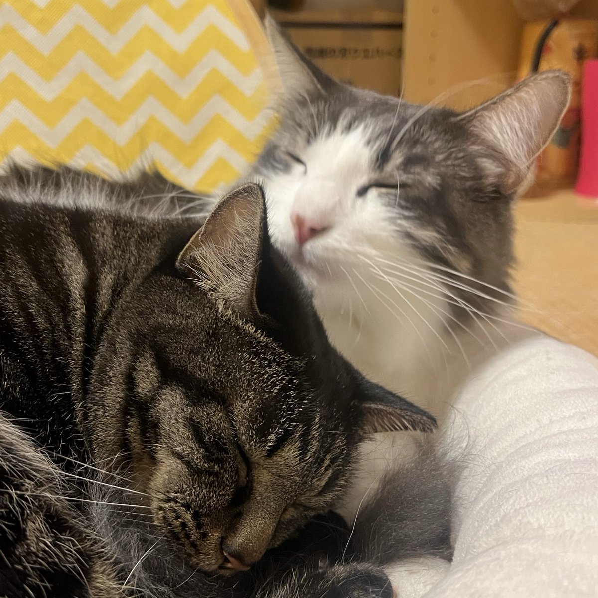 優 ぐる子＠通販 (@shimahuku_rou) / Posts / X