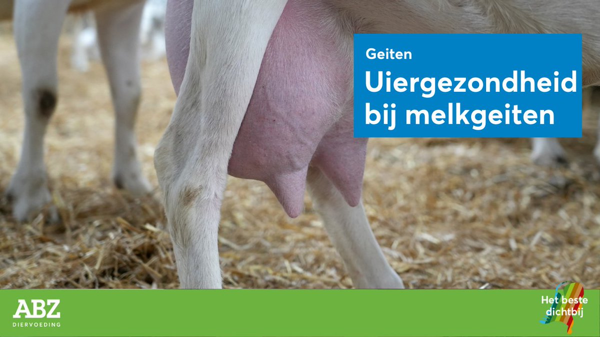 ★ Uiergezondheid bij melkgeiten monitoren ★

Uiergezondheid bij melkgeiten is cruciaal voor economisch rendement en dierenwelzijn, met mastitis als een belangrijkste oorzaak van productieverlies en vervroegde afvoer. 

Lees meer: abzdiervoeding.nl/geiten/uiergez…