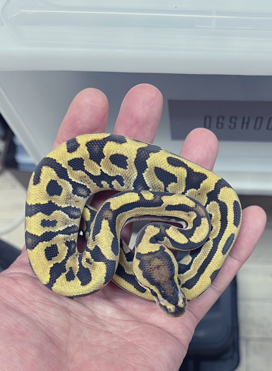 06shockwave (@06shockwave) / Highlights / X